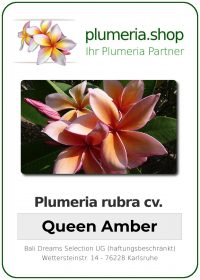 Plumeria rubra &quot;Queen Amber&quot;