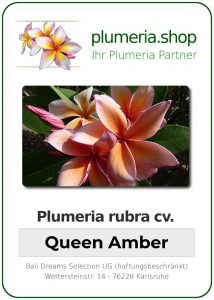 Plumeria rubra "Queen Amber"