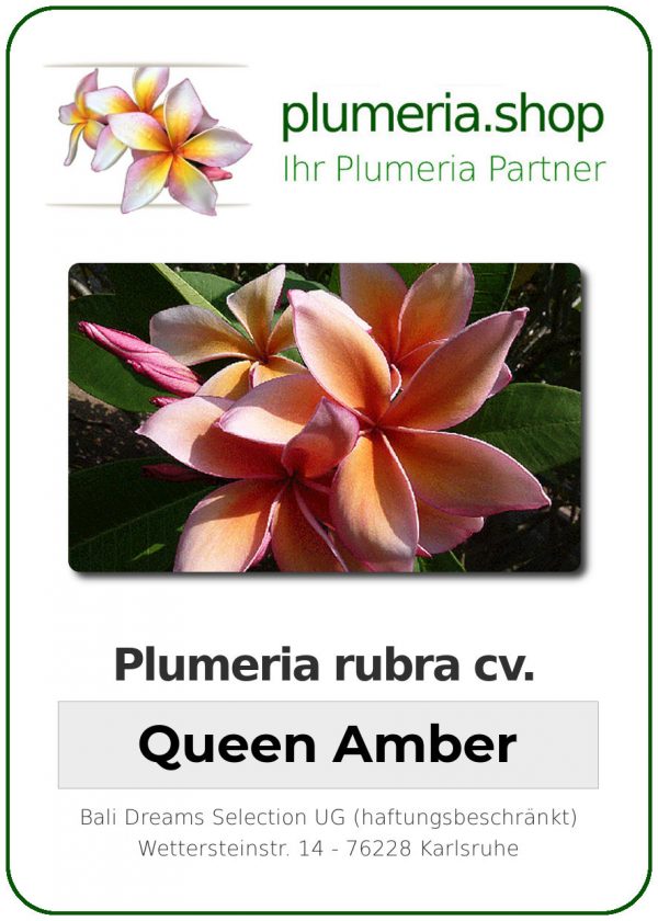 Plumeria rubra "Queen Amber"
