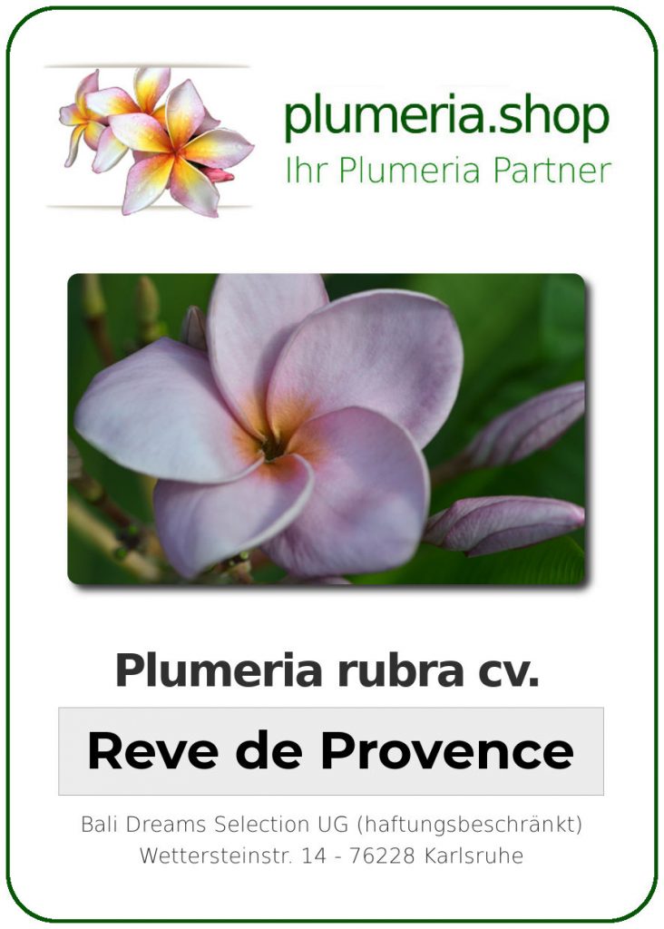 Plumeria rubra cv. "Reve du Provence" - unbewurzelter Steckling