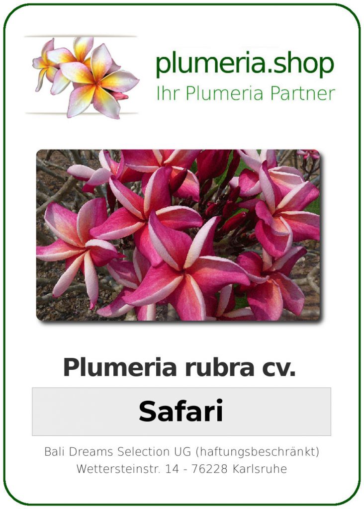Plumeria rubra "Safari"