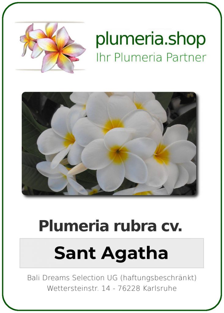 Plumeria rubra "St. Agatha"