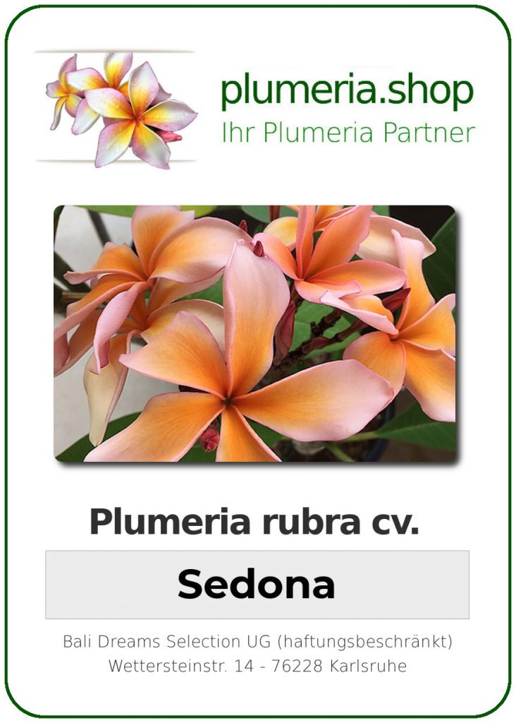 Plumeria rubra "Sedona"