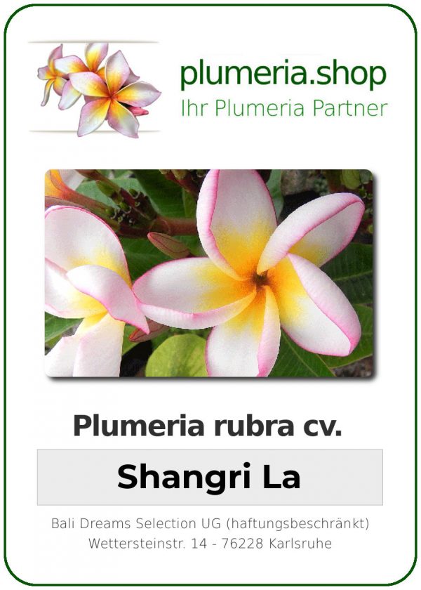 Plumeria rubra "Shangri La"