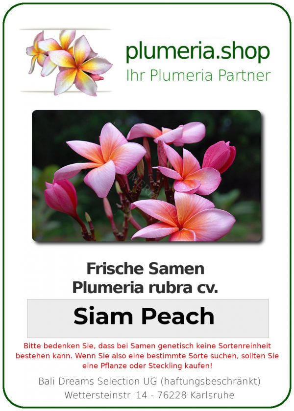 Plumeria rubra "Siam Peach"