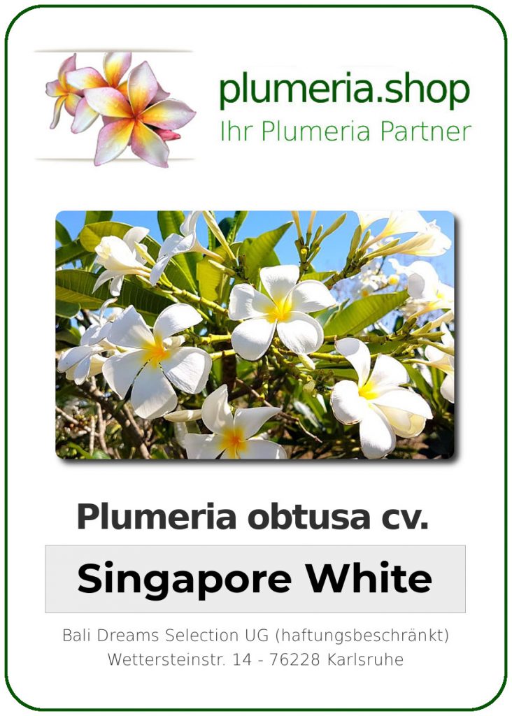 Plumeria obtusa "Singapore White" - 26cm Topf