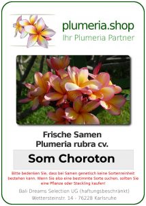 Plumeria rubra "Som Choroton"
