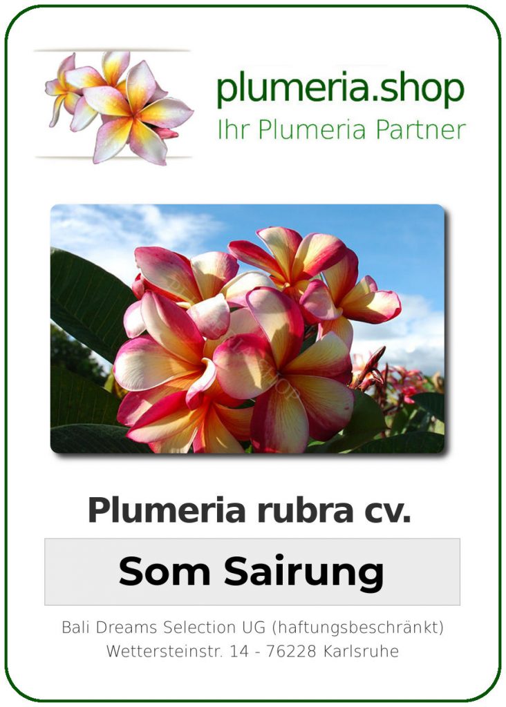 Plumeria rubra "Som Sairung"