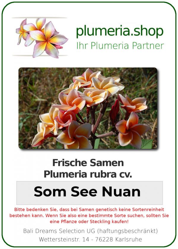 Plumeria rubra "Som See Nuan"
