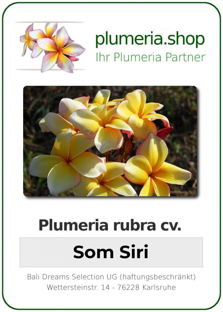 Plumeria rubra "Som Siri"