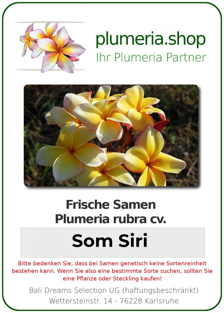 Plumeria rubra "Som Siri"