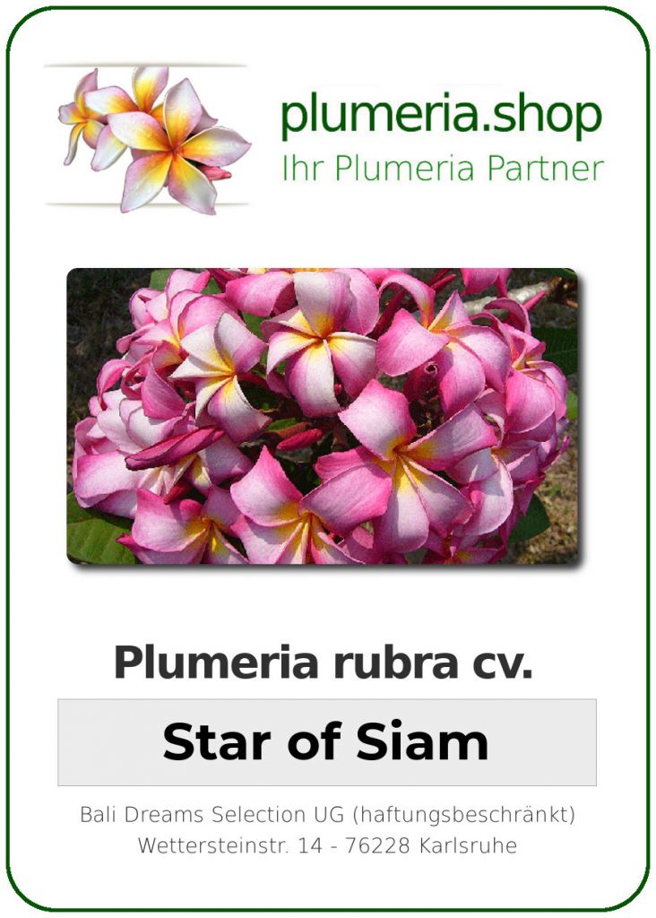 Plumeria rubra "Star of Siam"