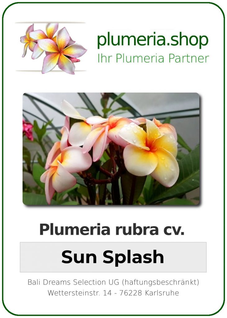 Plumeria rubra cv. "Sun Splash" - unbewurzelter Steckling