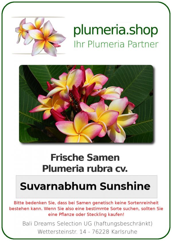 Plumeria rubra "Suvarnabhum Sunshine"