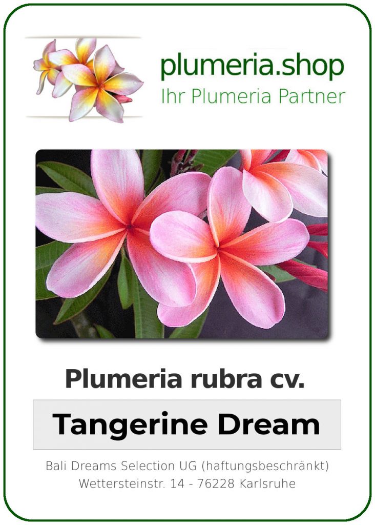 Plumeria rubra "Tangerine Dream"