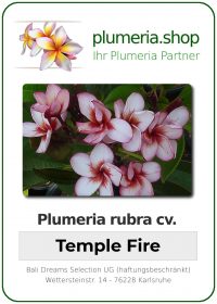 Plumeria rubra "Temple Fire"