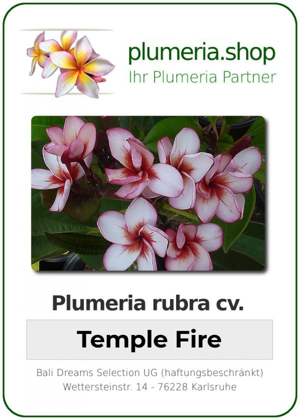 Plumeria rubra &quot;Temple Fire