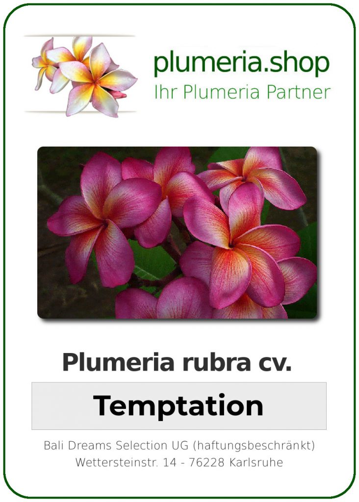 Plumeria rubra "Temptation"