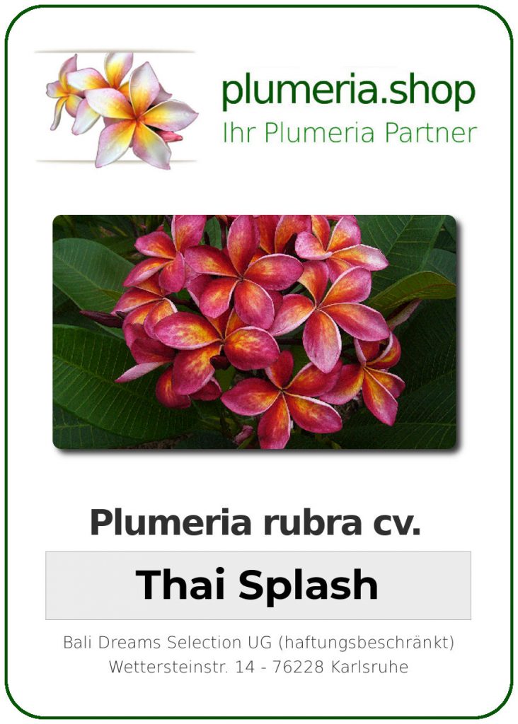 Plumeria rubra cv. "Thai Splash" - unbewurzelter Steckling