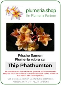 Plumeria rubra "Thip Phathumton"