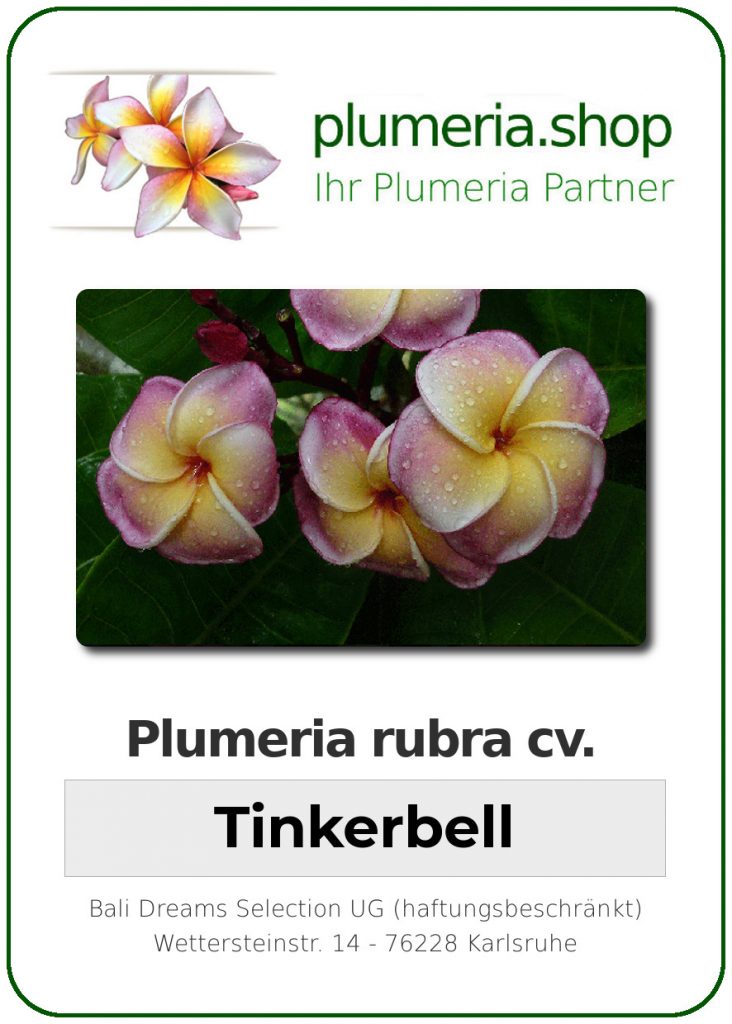 Plumeria rubra cv. "Tinkerbell" - unbewurzelter Steckling