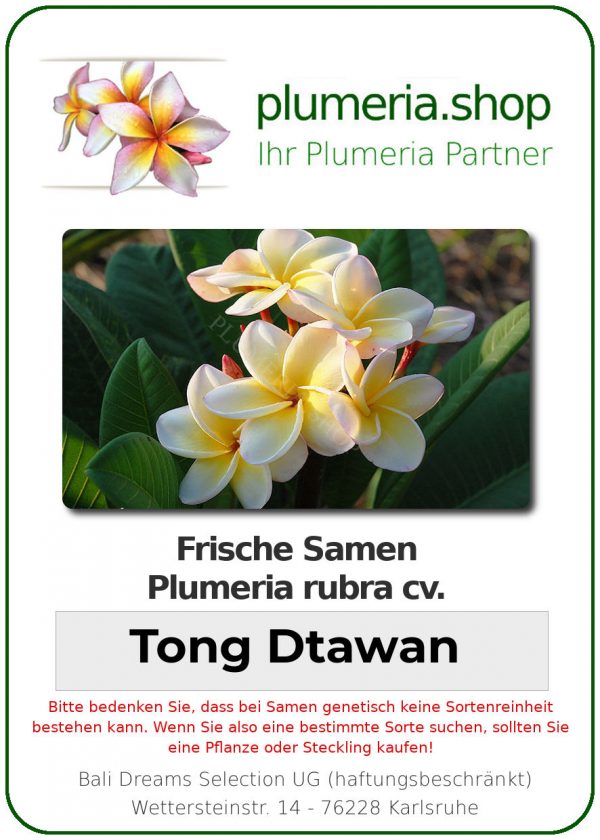 Plumeria rubra "Tong Dtawan"