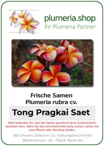 Plumeria rubra "Tong Pragkai Saet"