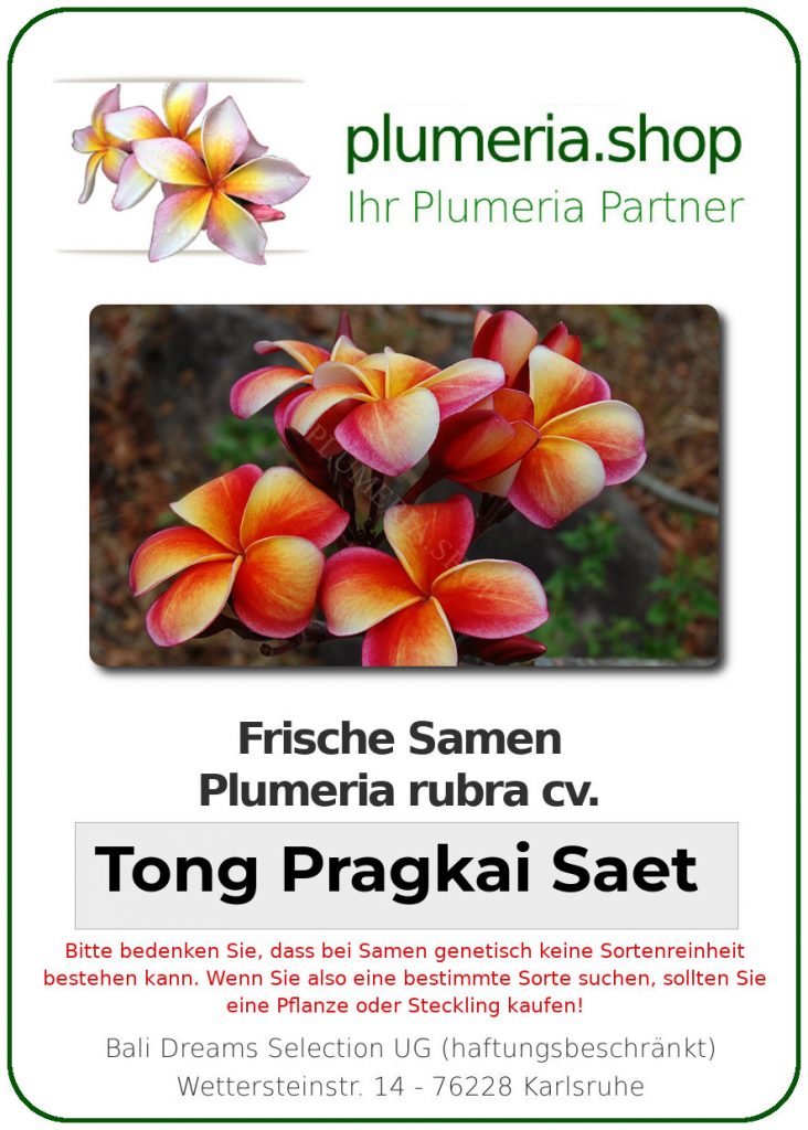 Plumeria rubra "Tong Pragkai Saet"
