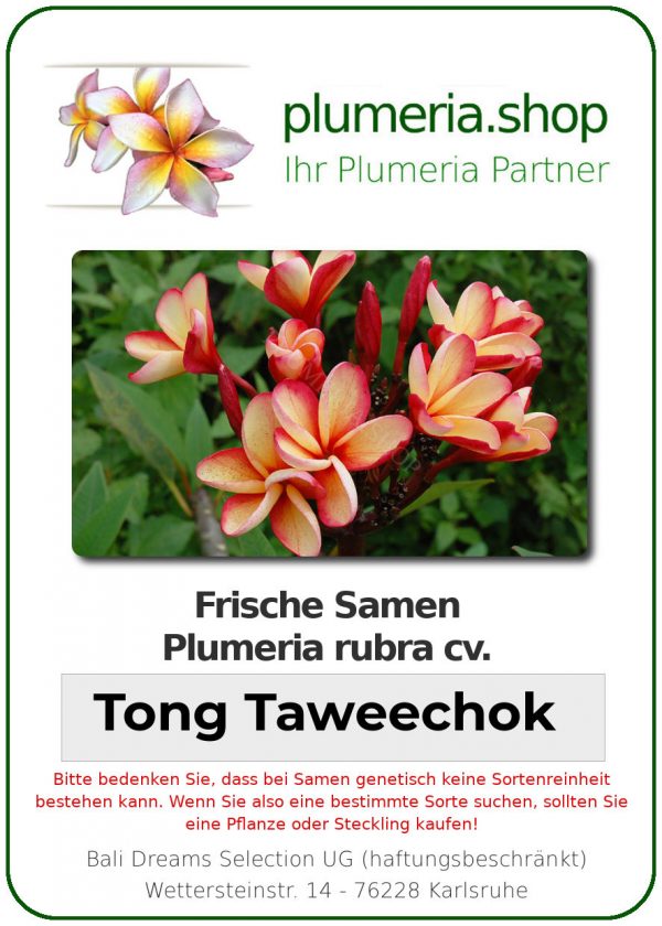 Plumeria rubra "Tong Taweechok"