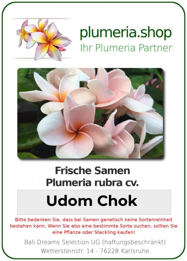 Plumeria rubra "Udom Chok"