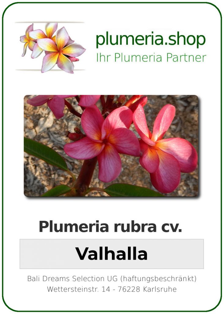 Plumeria rubra "Valhalla"