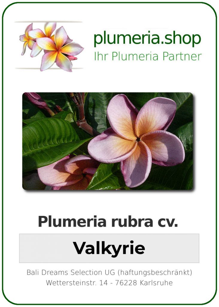 Plumeria rubra "Valkyrie"