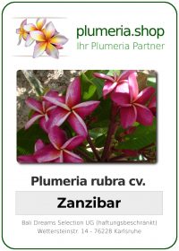 Plumeria rubra "Zanzibar"