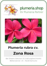 Plumeria rubra "Zona Rosa"