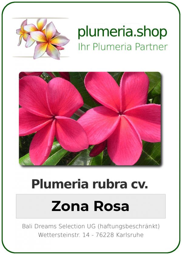 Plumeria rubra "Zona Rosa"