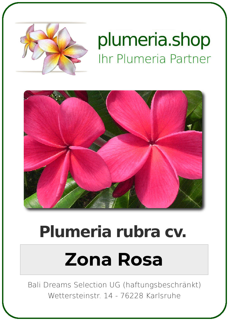 Plumeria Rubra Zona Rosa Plumeria Shop Ihr Partner Fur Qualitativ Hochwertige Pflanzen Und Zubehor