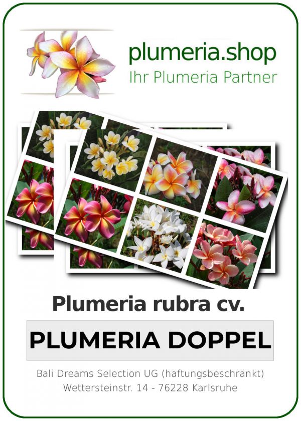 Plumeria rubra "Doppel"