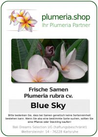 Plumeria rubra "Blue Sky"