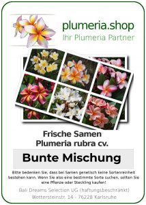 Bunte Plumeria Samen Mischung