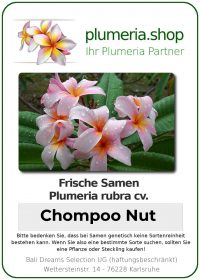 Plumeria rubra "Chompoo Nut"