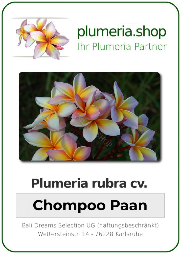 Plumeria rubra "Chompoo Paan"