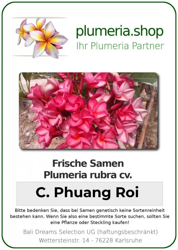 Plumeria rubra "Chompoo Phuang Roi"