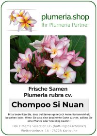 Plumeria rubra "Chompoo Si Nuan"