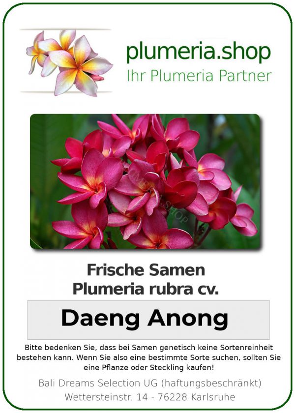Plumeria rubra "Daeng Anong"