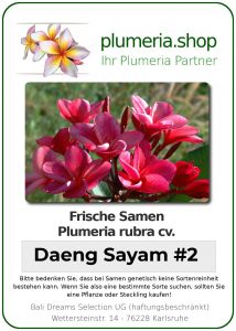 Plumeria rubra "Daeng Sayam #2"
