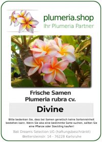 Plumeria rubra "Divine"