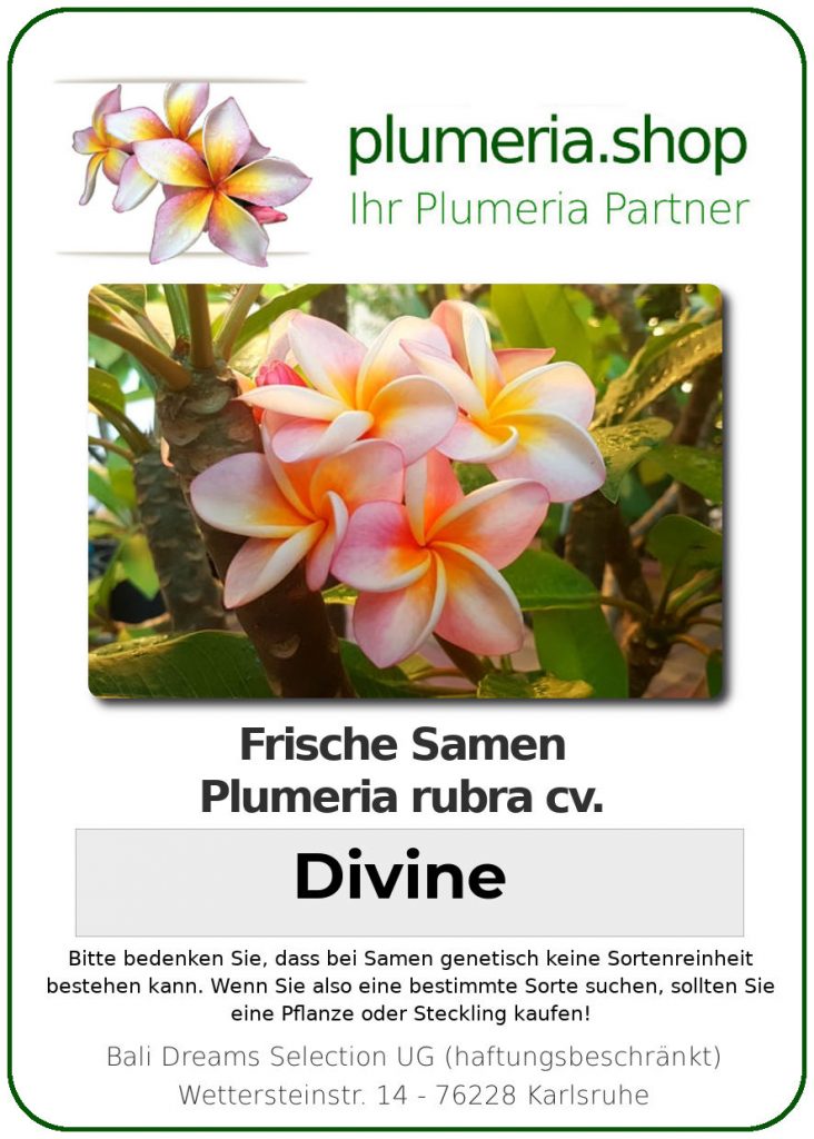 Plumeria rubra "Divine"