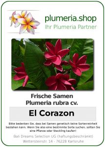 Plumeria rubra "El Corazon"