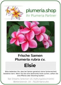 Plumeria rubra "Elsie"