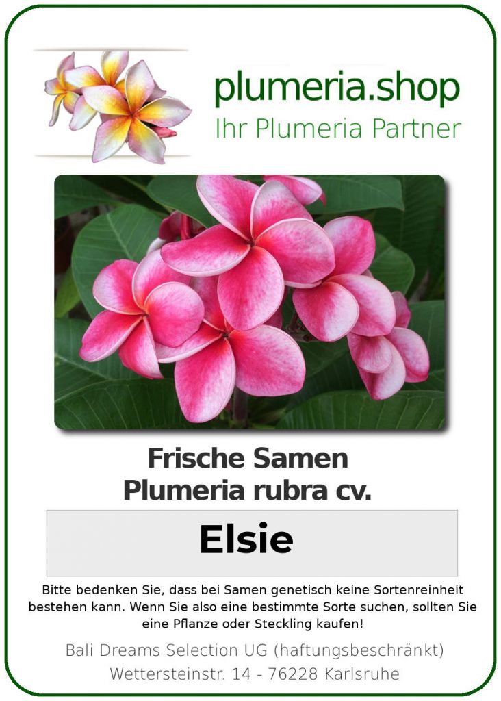 Plumeria rubra "Elsie" - 26cm Topf